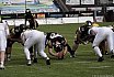 Regio West: Krefeld Ravens vs Cologne Crocodiles 45:00 29.06.2024